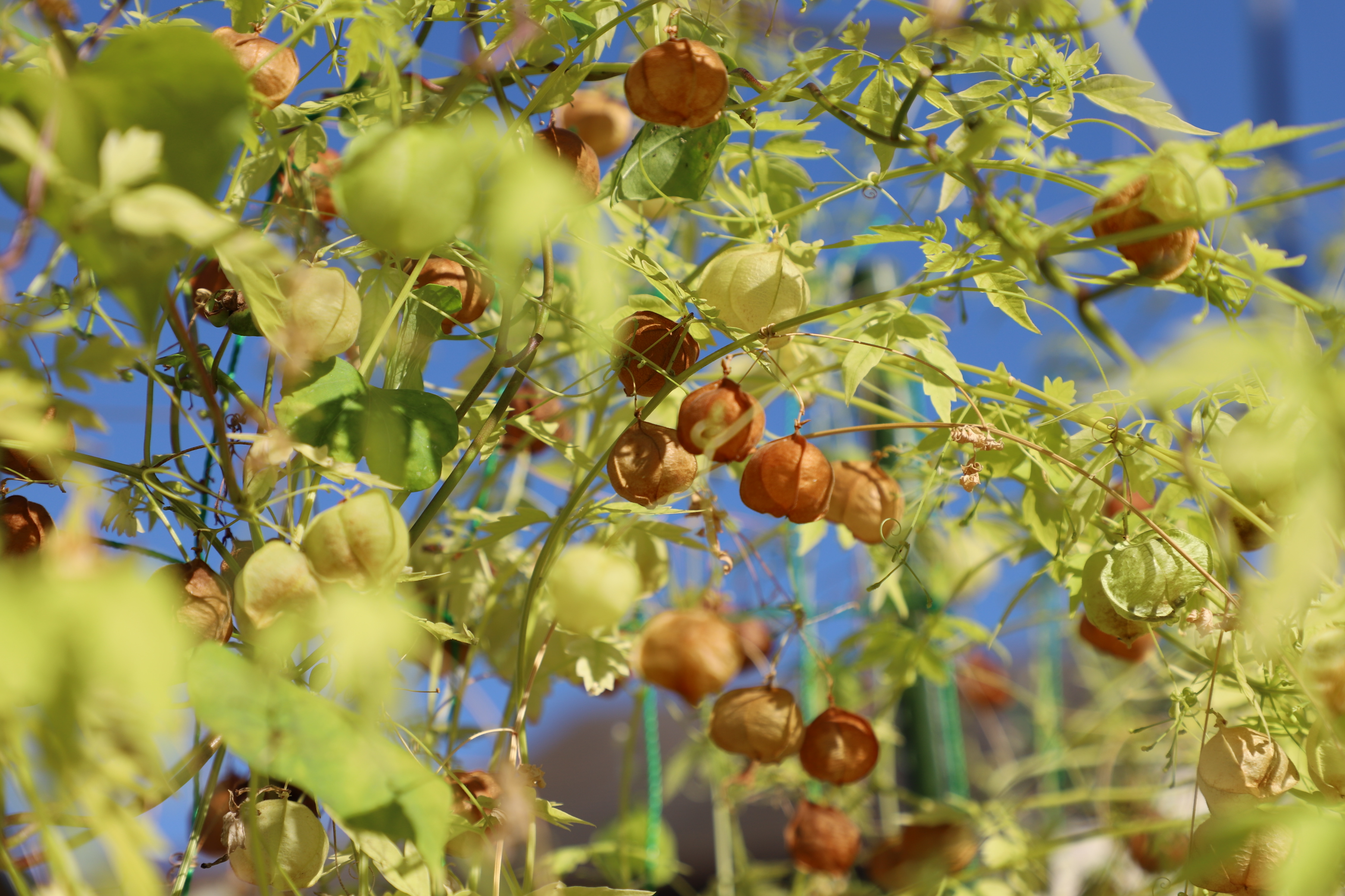 ふうせんかずら種 100粒 【公式通販】
